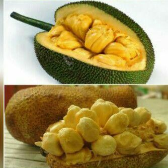 

CEMPEDAK DURIAN 1KG PREMIUM