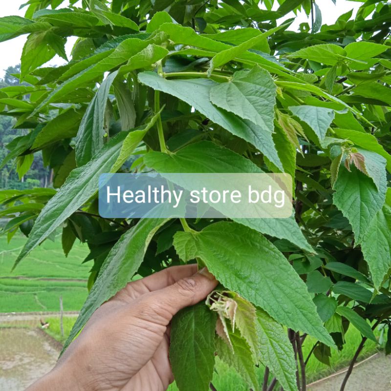 

Daun Talok Atau Daun Kersen Segar 1 kg