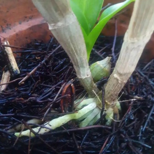 Media Tanam Anggrek dan aglonema Pakis Cacah Fermentasi (1kg)