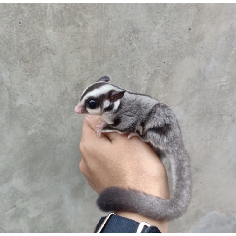Sugar Glider Joey Jinak Murah Baru Jakarta Berkualitas champion tupai terbang langka promo