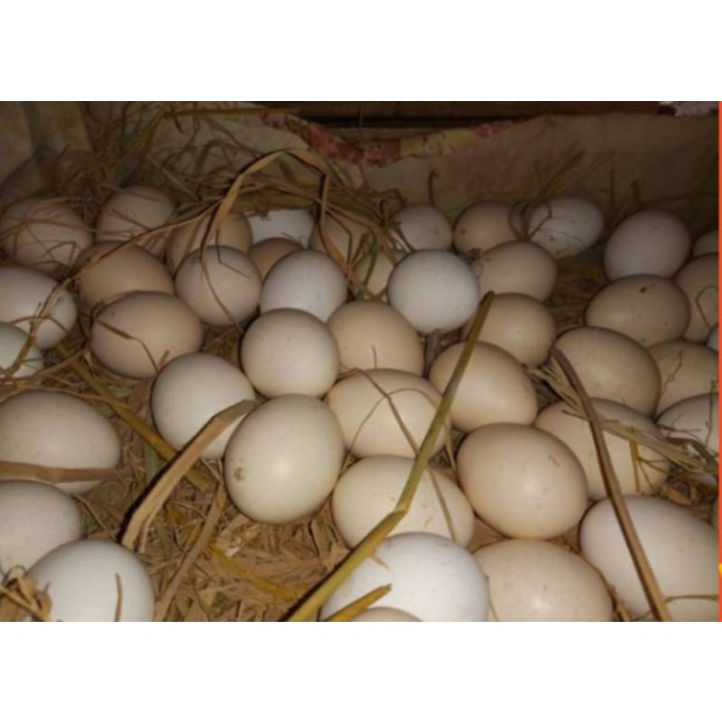 Jual Telur Ayam Kampung Asli Shopee Indonesia 9314