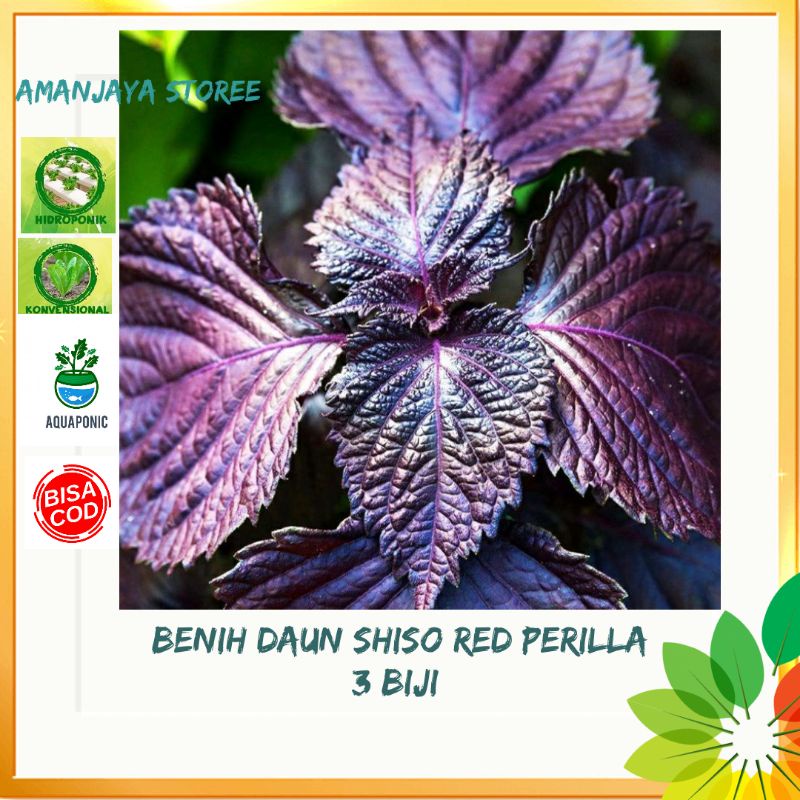 benih biji DAUN SHISO RED PERILLA Shiso Purple bibit tanaman isi 3 biji