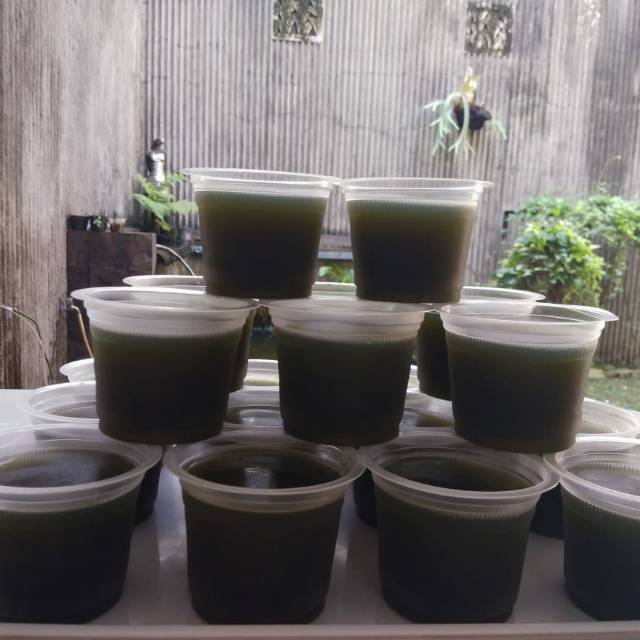 

Cincao hijau jelly