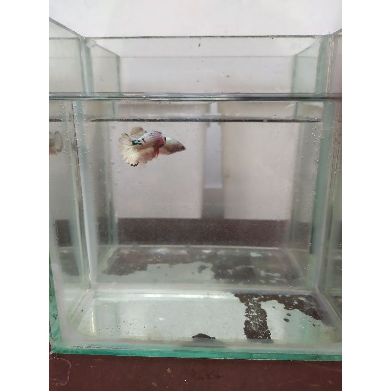 

paket 1 pair fccp vietnam siap breed