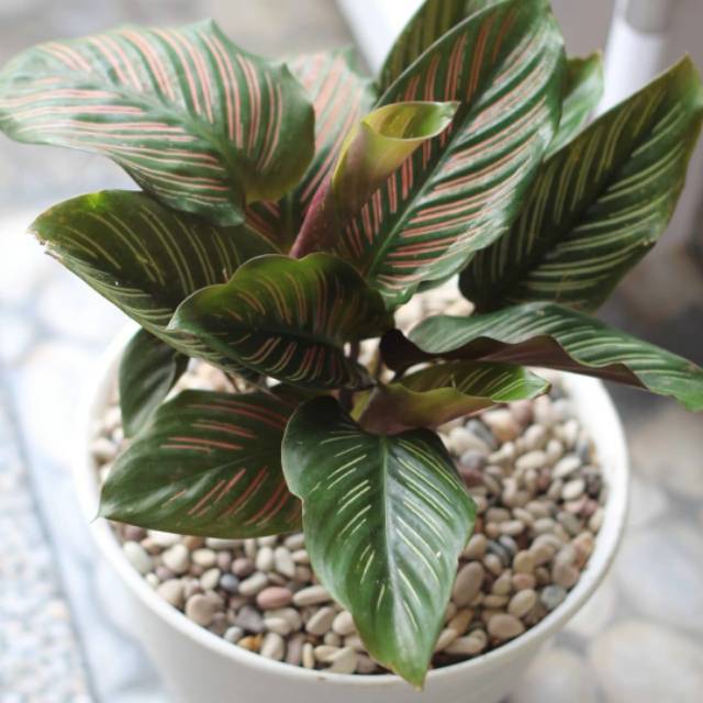 Maranta batik sisir