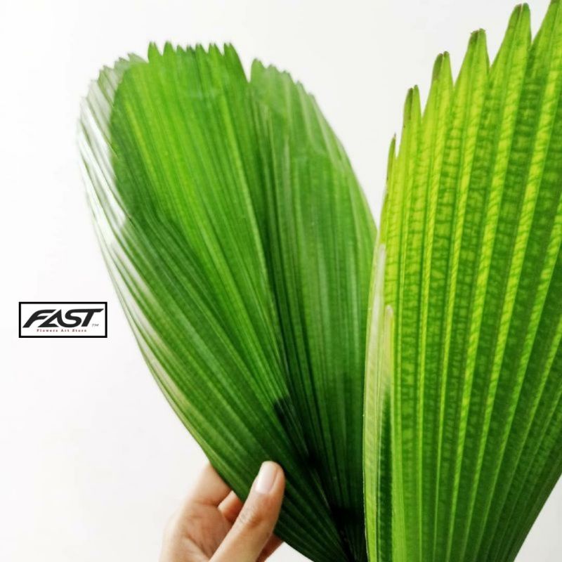 tanaman hias bibit palem kol - palem kipas - licuala grandis