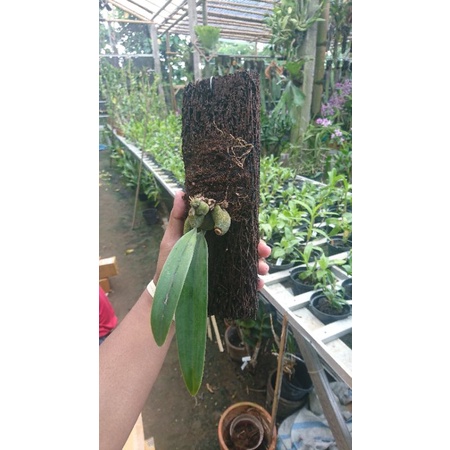 bulbopyllum macrobulbon pride of papua