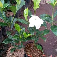 TANAMAN HIAS GARDENIA JASMINOIDES/KACA PIRING/CEPIRING - BAKUL KEMBANG