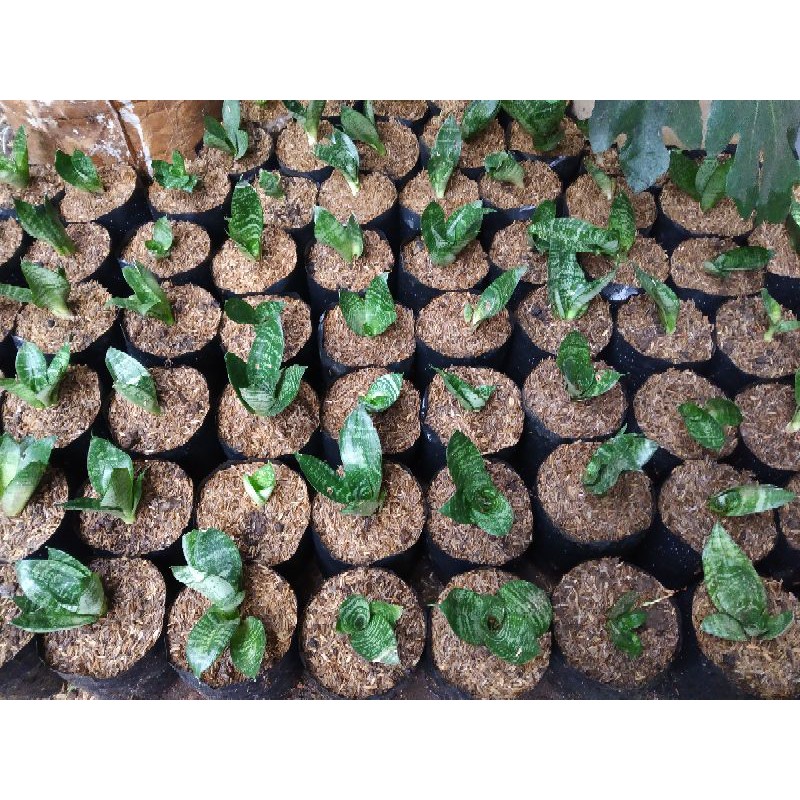 sanseviera kodok / sanseviera mini / sensifera kodok hijau mini / lidah mertua