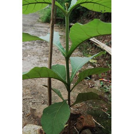 Harga per pack_ biji benih pohon jati emas /10 biji