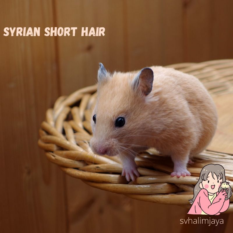 Hamster Syrian Short Hair