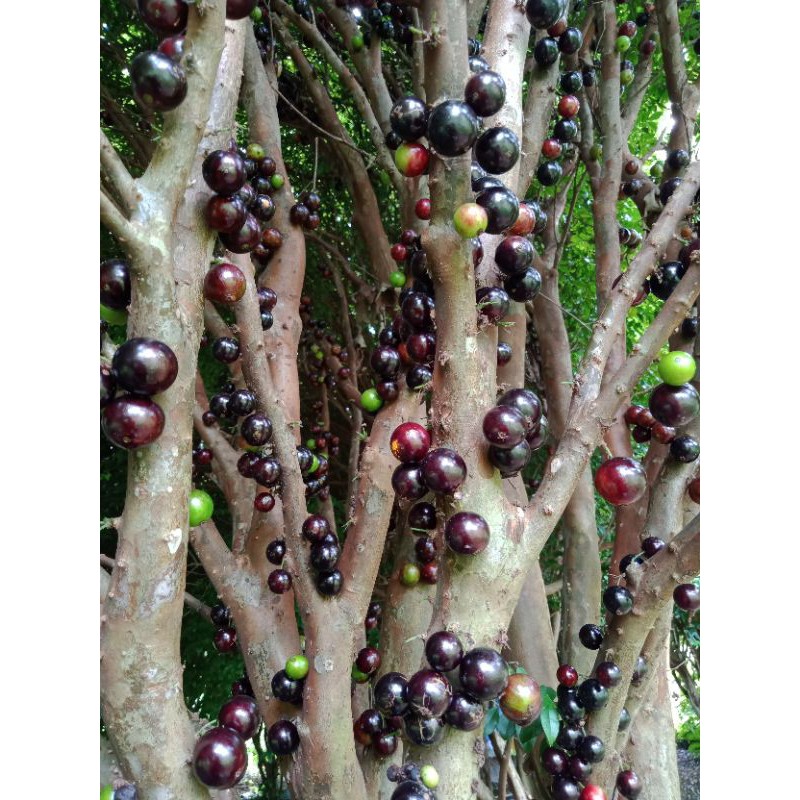 BIBIT TANAMAN BUAH ANGGUR BRAZIL JABOTICABA