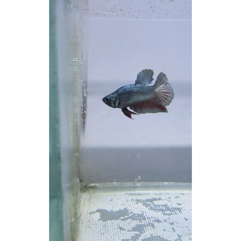 ikan cupang avatar copper bonsai real pict