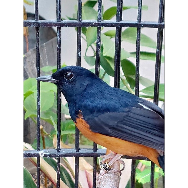 Murai Batu medan Bahorok loloh induk pastol usia 6-7bln.dokor