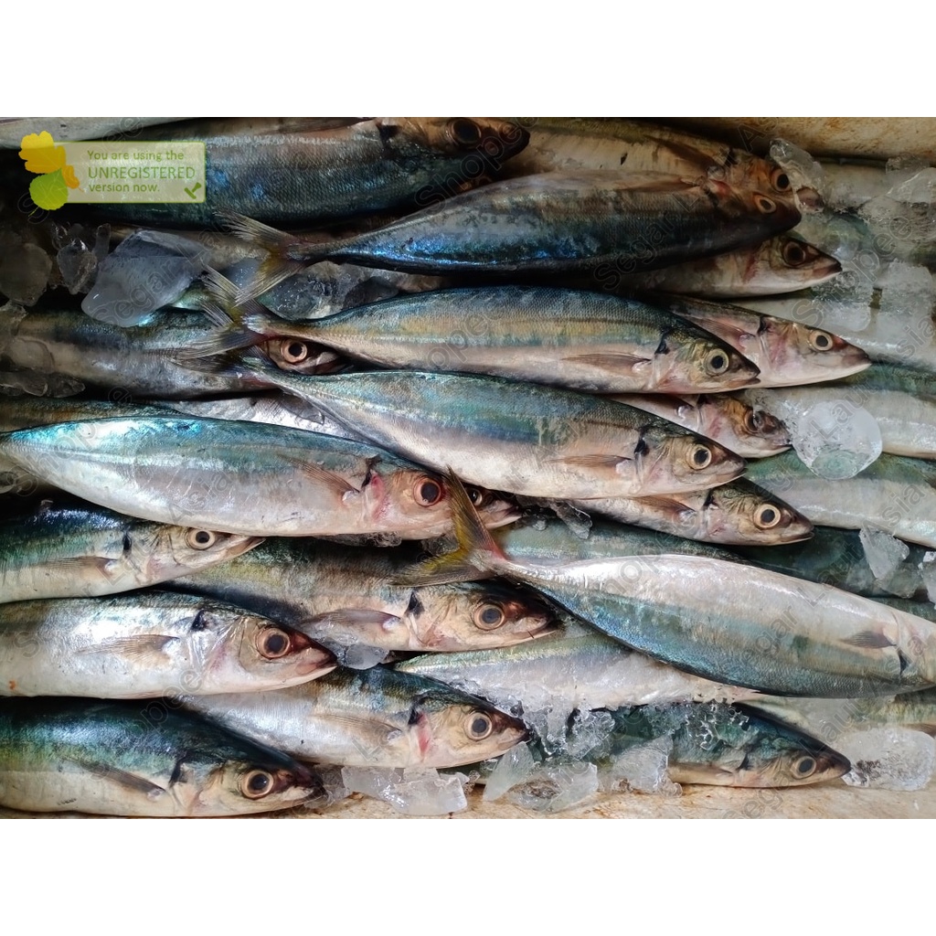 Jual Ikan Layang Jumbo Ikan Layang Segar Fresh Ikan Hasil Laut Segar