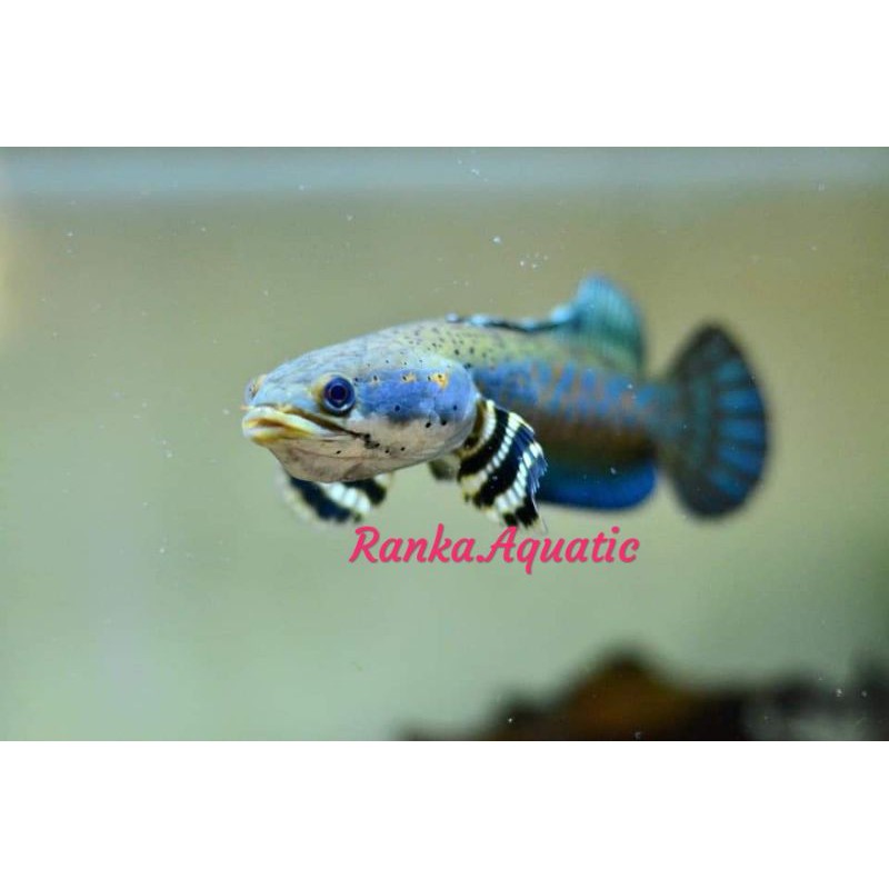 Channa Blue Pulchra size 11-12 cm