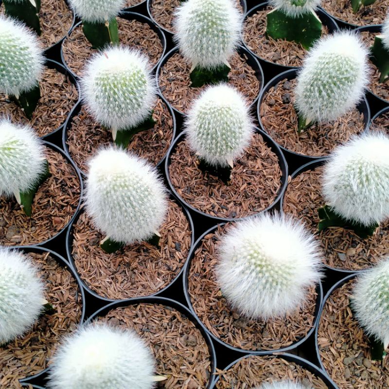 kaktus old man grafting