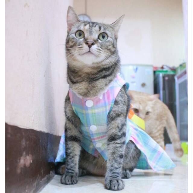 Dress kotak-kotak pelangi lucu untuk kucing dan anjing size S M L XL