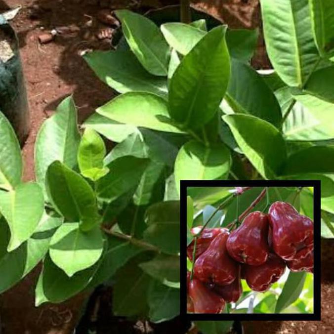 Bibit Buah Bibit Jambu Air Citra