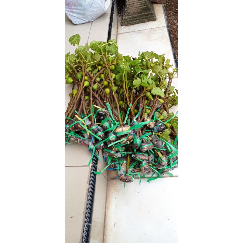 bibit tanaman buah tin aneka varian.. bibit dari induk yg sudah prodksi buah..-1