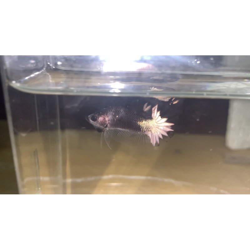 Bahan Ikan Cupang Avatar Copper