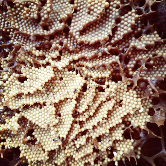 Koloni Lebah Trigona