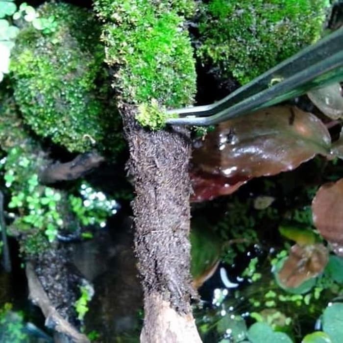 GROOT MAGIC GROW Media Tanam pupuk Paludarium Terrarium WABIKUSA AQUASCAPE