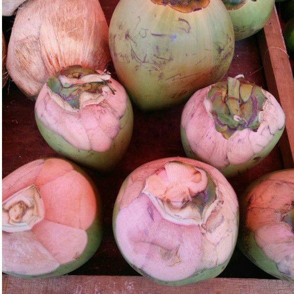 

Kelapa Ijo Fresh (I.49)