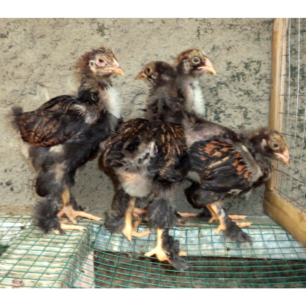 Ayam brahma Gold laced usia1 bulan ( real foto )