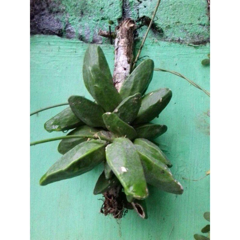 Tanaman hias hoya dischidia major unik