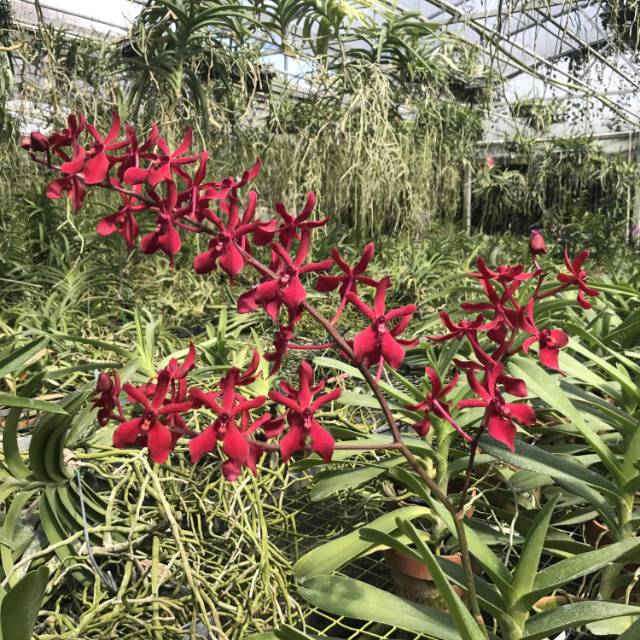 Anggrek Vanda Renanthera Bangkok Beauty