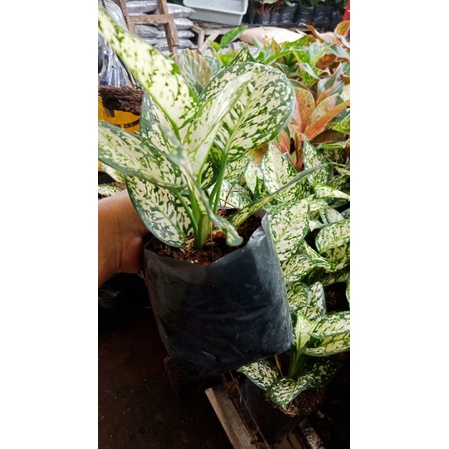 aglonema dut white anjamani