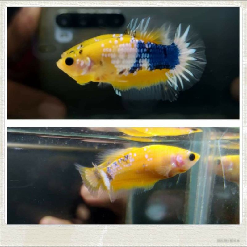

Sepasang Yellow Fancy