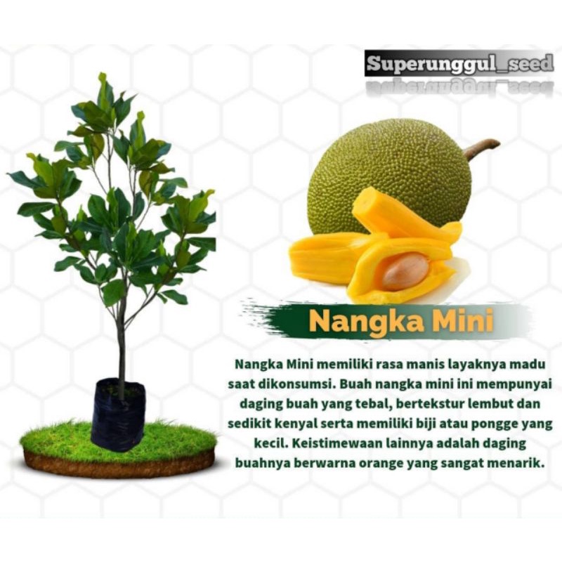 Bibit Nangka Mini Termurah