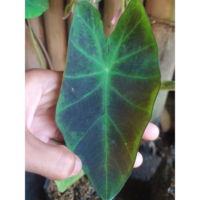 keladi black beauty / keladi hitam