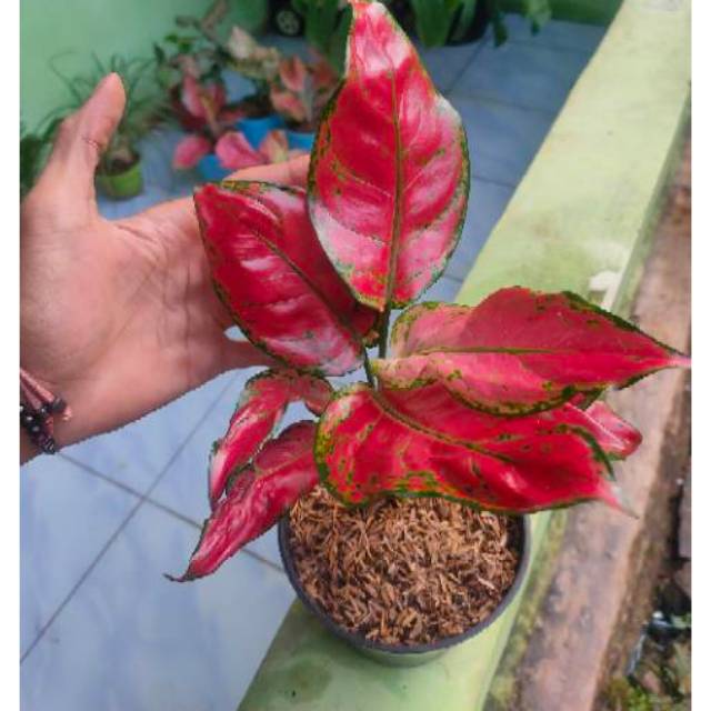 Aglonema red maroon - bibit tanaman aglonema red maroon