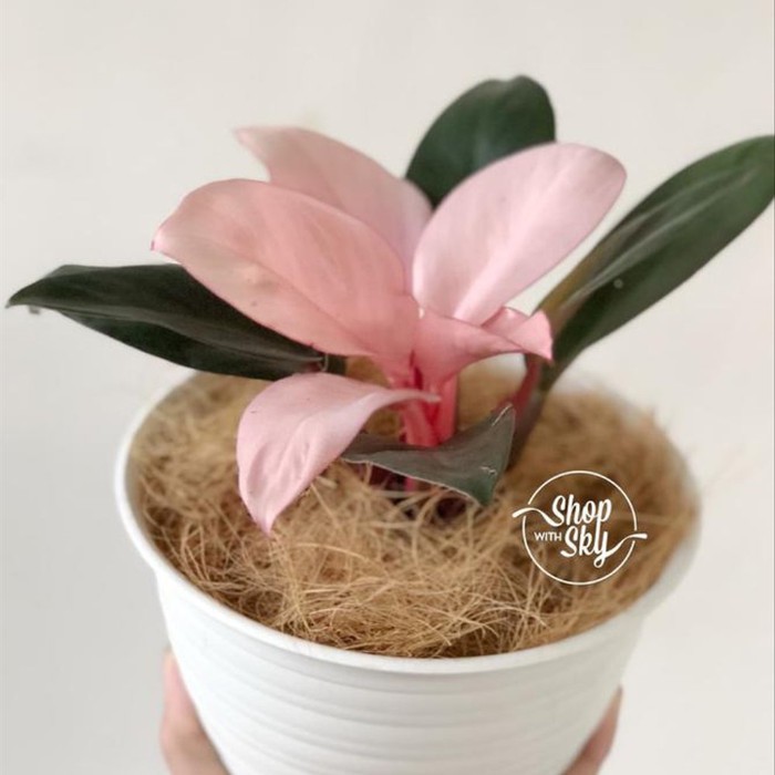 tanaman hias Philo pink kongo - philodendron pink Kongo