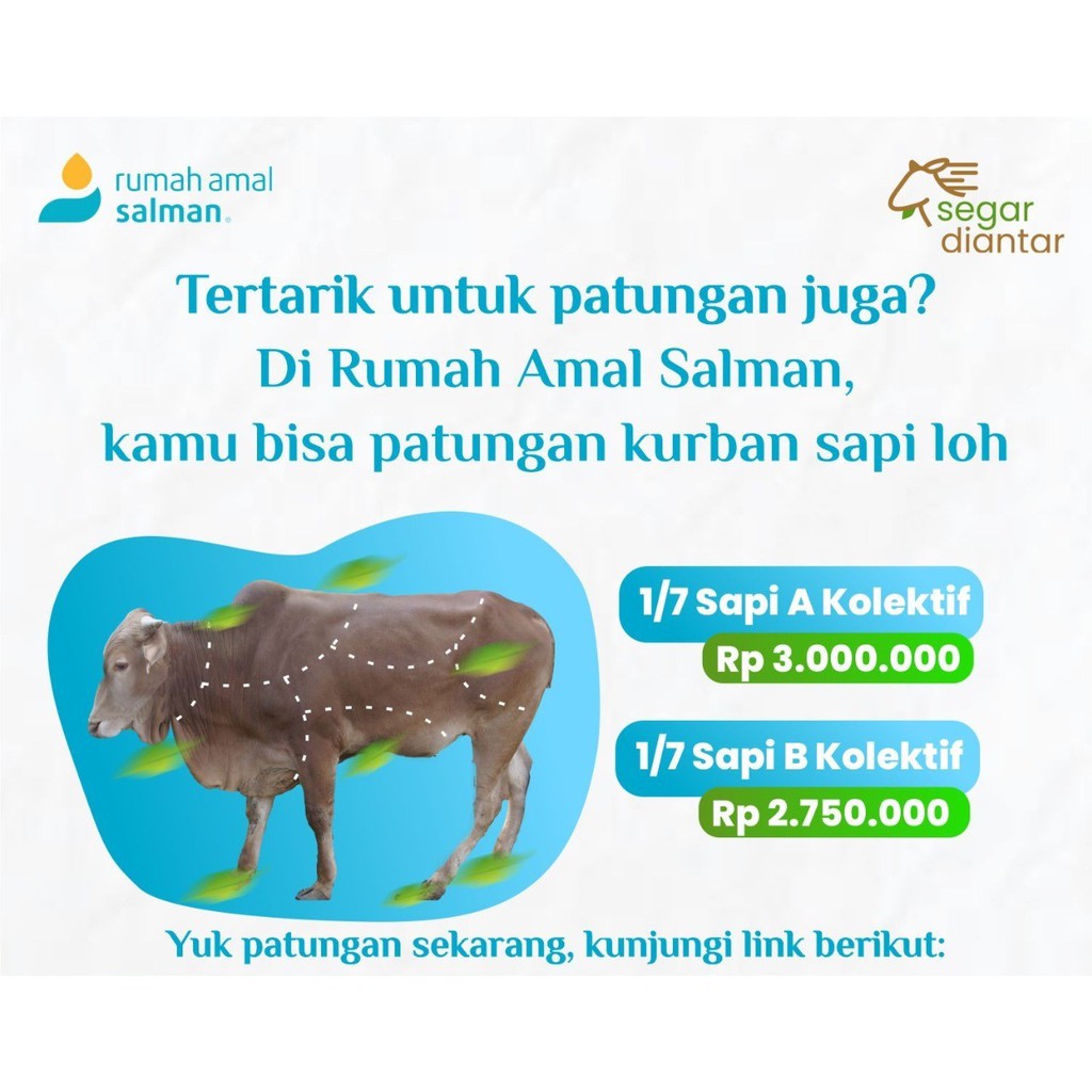 

Kurban Sapi A Kolektif 300kg