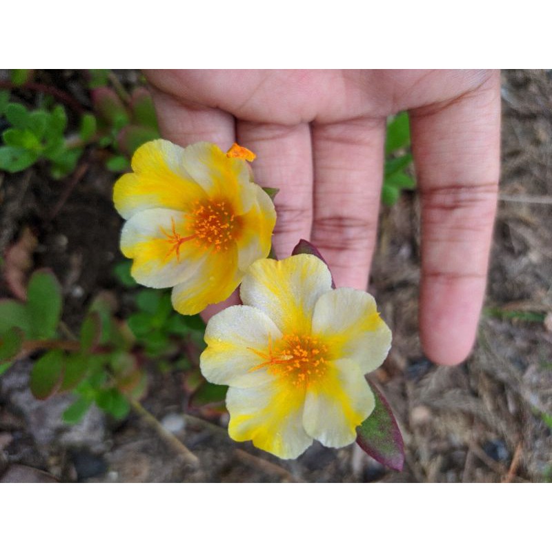 Krokot Import Duna Banana