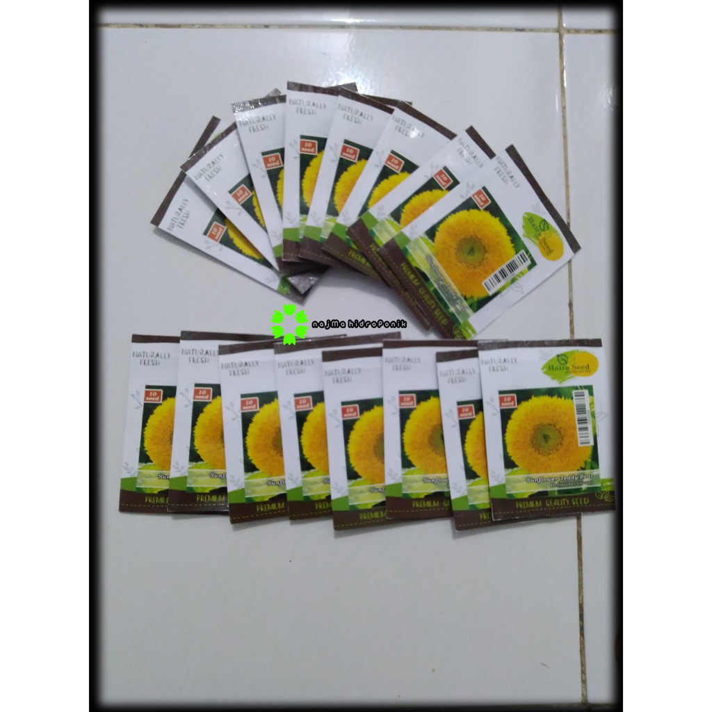 Benih/bibit Bunga Matahari/Sunflower Teddy Bear Pouch (Haira Seed)