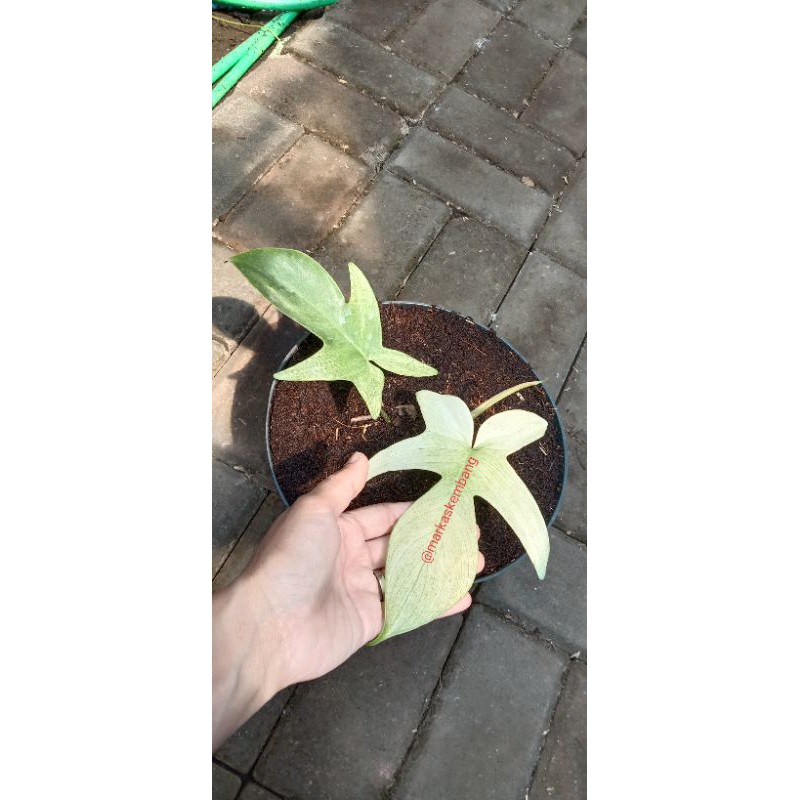 Tanaman Hias Florida Ghost Putih / Kuku Bima