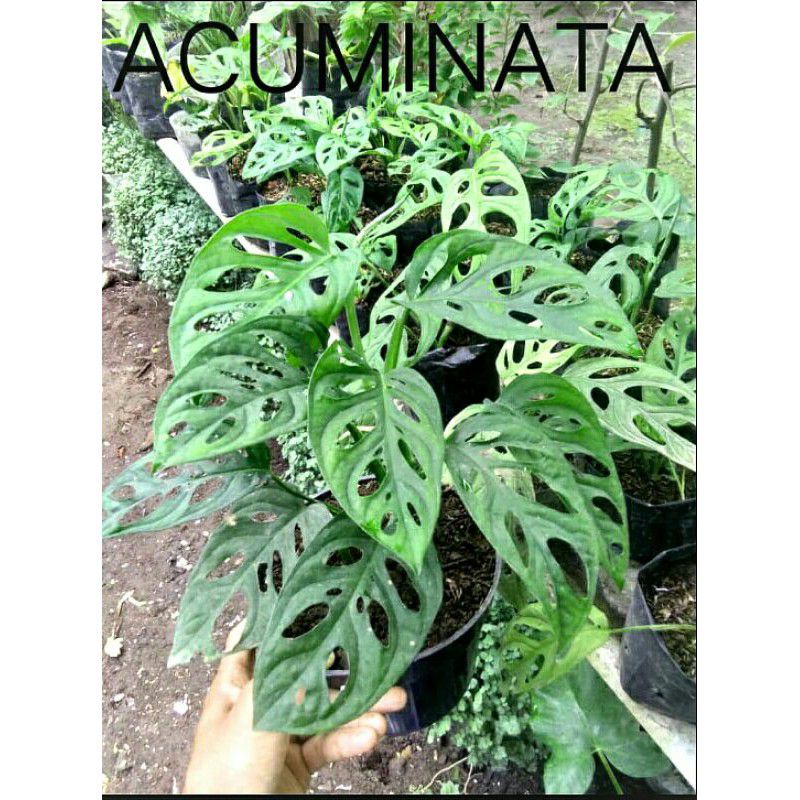 tanaman monstera bolong acuminata/monstera/monstera acuminata/FREE/ COD/ janbol/janda bolong/murah