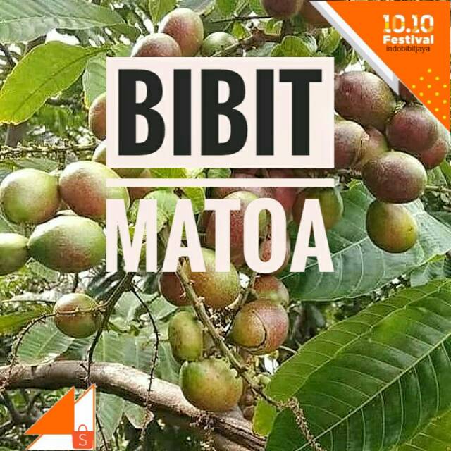 MATOA HASIL OKULASI || BIBIT MATOA LANGKA