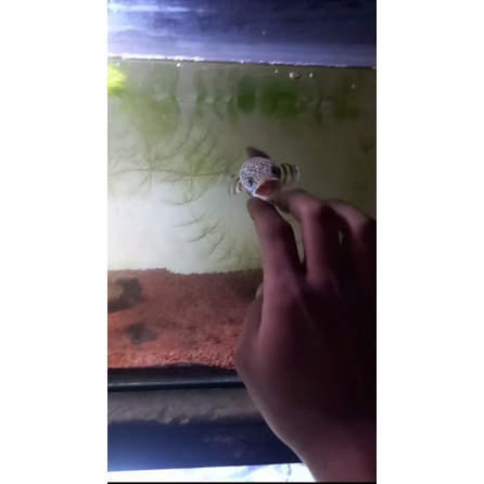 Channa Auranti mangap² (full pelet)