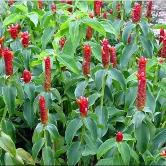 Pohon Pacing Pentul - Tanaman Hias Pacing Pentul