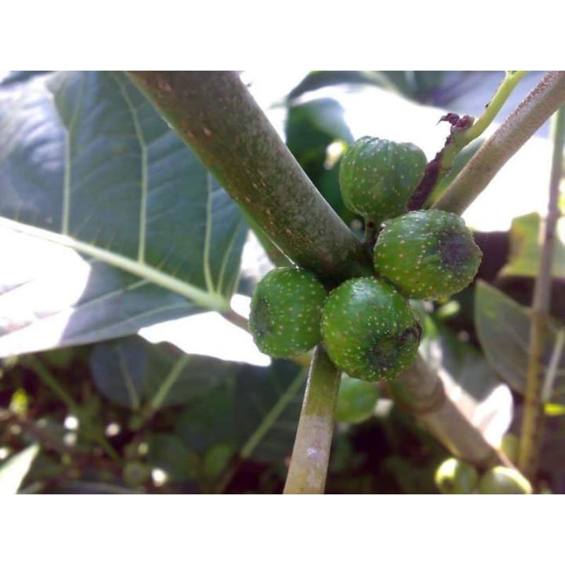 

BUAH AWAR AWAR 500 gr