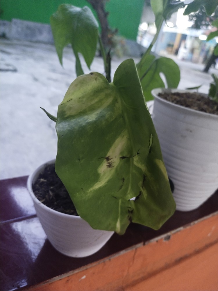 Sale ❗❗ Bibit Sirih Gading Jumbo