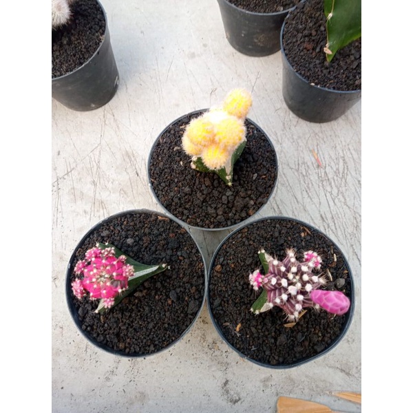 paket kaktus blackpink