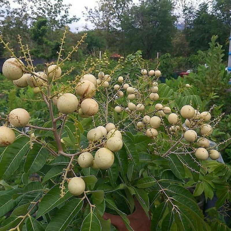 Bibit Kelengkeng Matalada Berbunga Tinggi 80-100cm