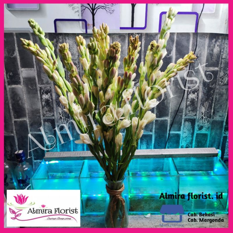 [FRESH] Bunga sedap malam segar (1 tangkai)
